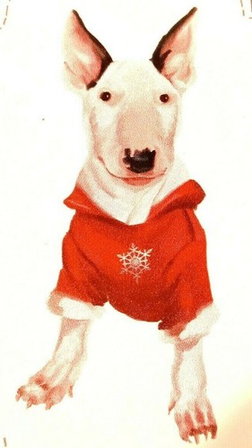 Bull terrier dog canine - bull,