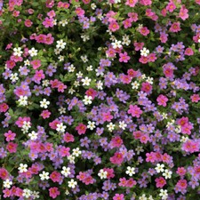 Bacopa topia mix - bacopa,