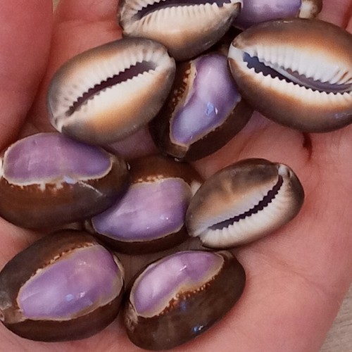 Sea shells for crafts - for, cowrie