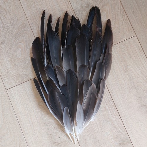 Canada goose feathers for - feathers,