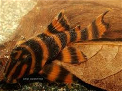L306 blood red - pleco, 1