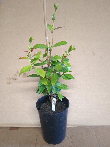 White star jasmine - star, *