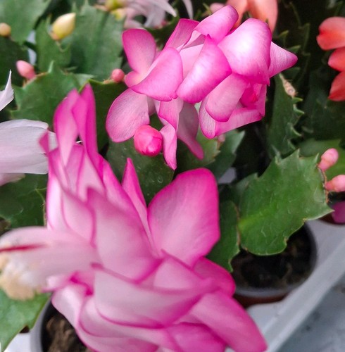 Pink christmas cactus - christmas,
