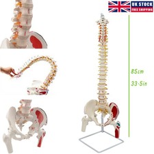 Life Size Flexible Vertebral Column Teaching Model w/Pelvic Spine Spinal Nerve
