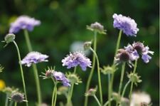Wild Flower -  Scabiosa columbaria  -  Small Scabious - 200 Seed