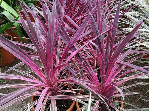 Cordyline australis pink - australis, 'pink