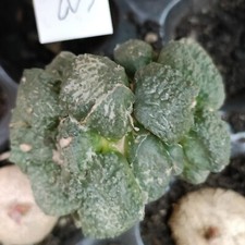 Ariocarpus Cauliflower hybrid rare succulent about 7cm 