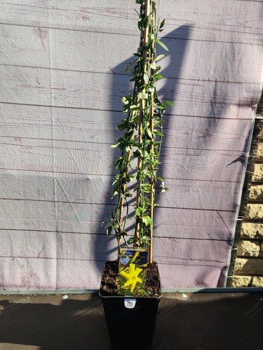 Climbing jasminum nudiflorum - climbing,