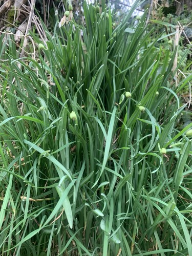 50x snowdrops the green - 50x, in