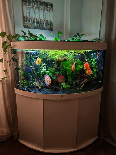 Trigon 350l aquarium co2 - trigon, 6
