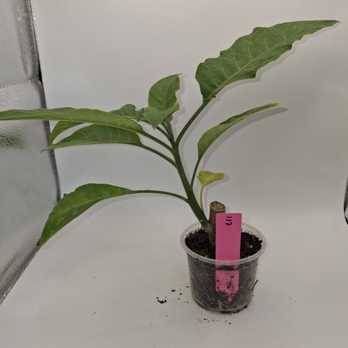 Brugmansia pink rooted cutting - rooted,