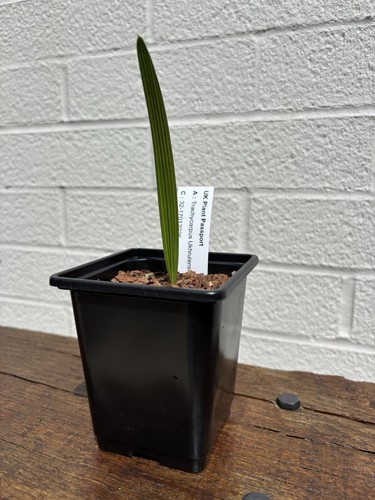 Trachycarpus ukhrulensis - trachycarpus, x