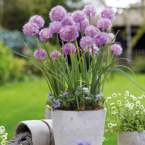Allium carolinianum rosy - t&m,