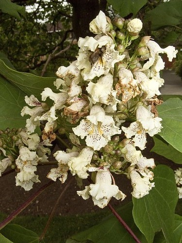 Catalpa ovata yellow - ovata,