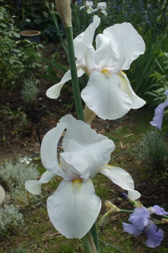 Iris germanica lavender ice - 3x,