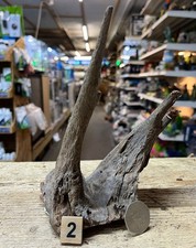 Small/Medium Corbo Root