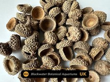 Acorn Caps (Hairy) 0.8–1