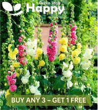 HOLLYHOCK - SUMMER CARNIVAL