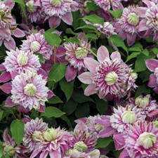 Clematis Hardy Climbing Shrub Flower Plant 'Josephine' in 7cm Pots T&M