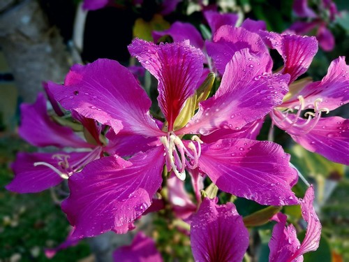 Bauhinia variegata fragrant - 'bauhinia, variegata'fragrant