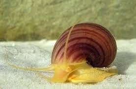 Mystery snail pomacea - mystery,