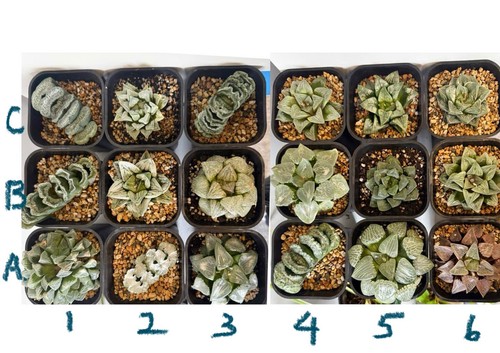 Large leafs rare haworthia - leafs,