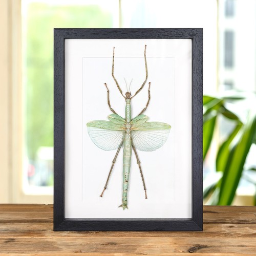 Giant stick taxidermy - stick, insect