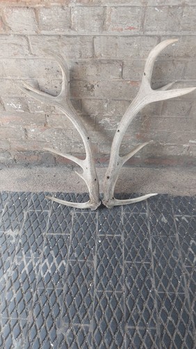 Large pair red deer antlers - of,