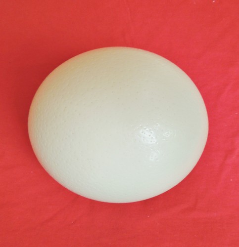Blown ostrich egg seller - ostrich,