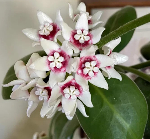 Hoya stargazer indoor - ,