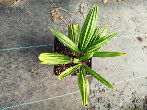 Trachycarpus fortunei naini - trachycarpus, 'naini