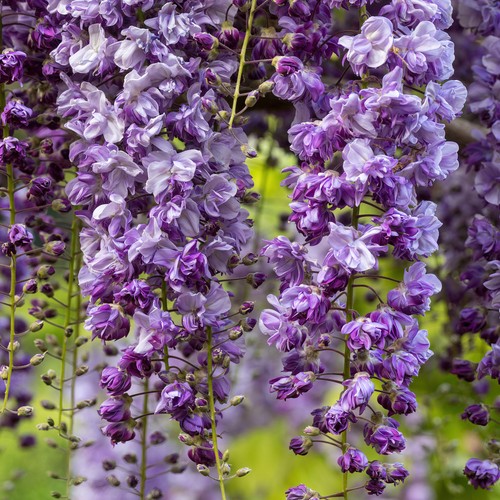 Wisteria violacea plena - 'violacea, plena'
