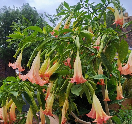 Peach yellow brugmansia - yellow,
