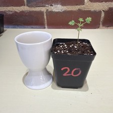 Rare Boswellia sacra