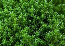 [x1] Hebe Green Globe Plants | Emarald Green Shrubs |  Garden Ready Shrubs