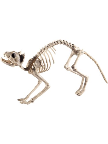 Cat skeleton prop - skeleton,