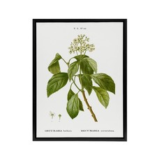 Climbing Hydrangea Flowers Redoute Vintage Black Framed Canvas Wall Art Print