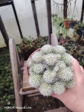 Mammillaria Decisions cactus