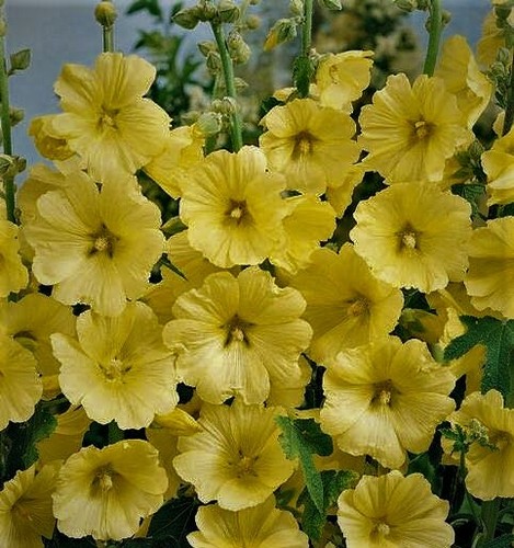 Yellow hollyhocks alcea - alcea, seeds