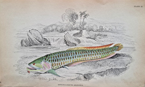 Osteoglossum arowana