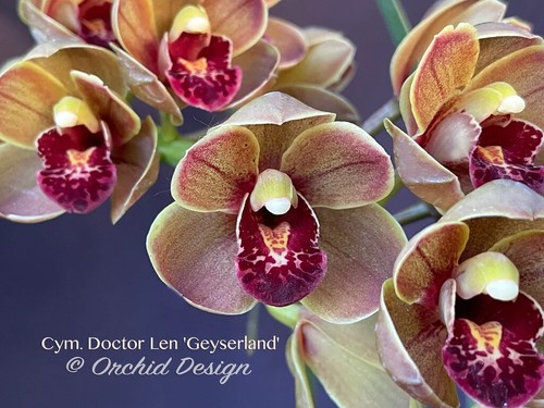 Cymbidium doctor len - cymbidium,