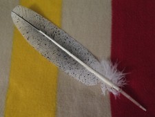 Native American Bald Eagle