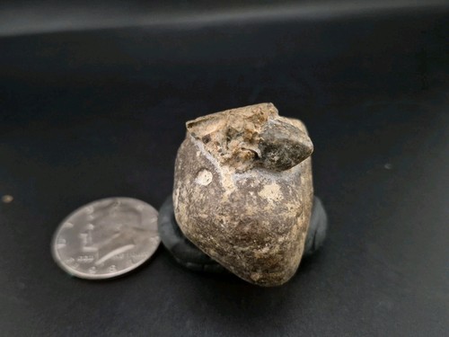 Real fossil dinosaur egg baby - real,