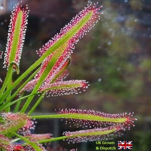 Carnivorous plant drosera - carnivorous,