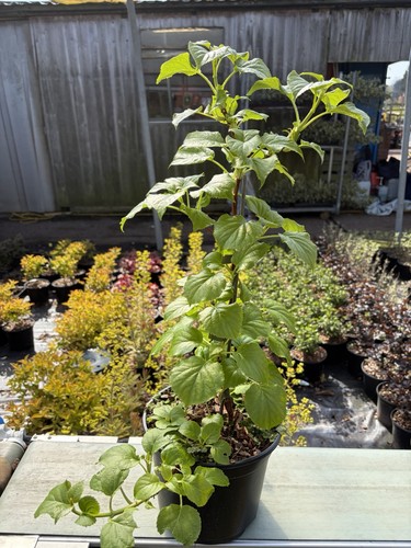 Climbing hydrangea - climbing,