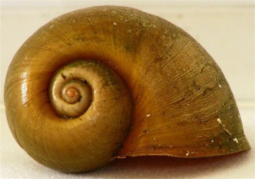 Natural apple snail - natural,