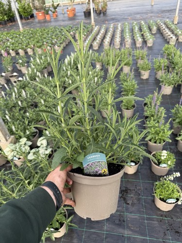 Verbena bonariensis buenos - verbena,