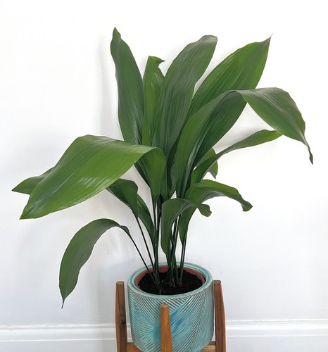 Aspidistra elatior cast - elatior-,
