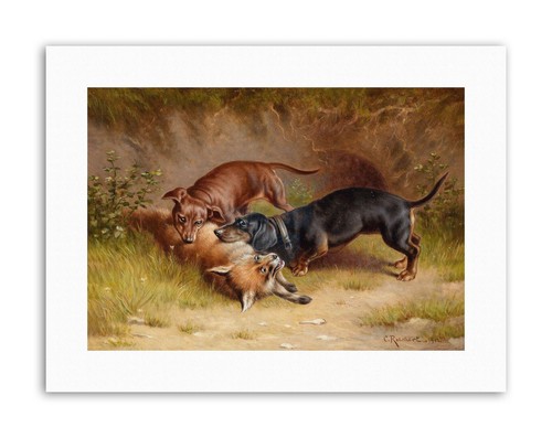 Animal dachshund dog - animal,