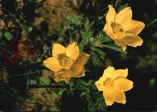 Picture postcard flowers - picture, postcard:-flowers